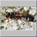 Mellinus crabroneus - Grabwespe w04 11mm - OS-Wallenhorst Sandgrube.jpg